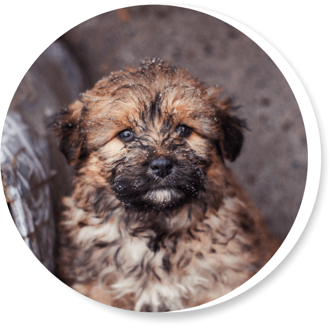 India Bangladesh Save Animals Worldwide india-bangladesh-save-animals-worldwide